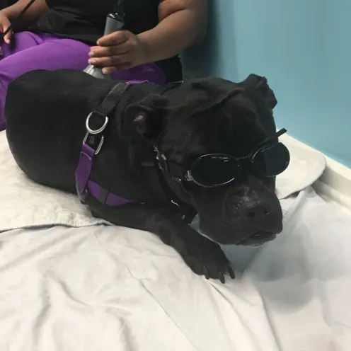 Dog getting laser therapy at Pittsburgh Premier Veterinary Care