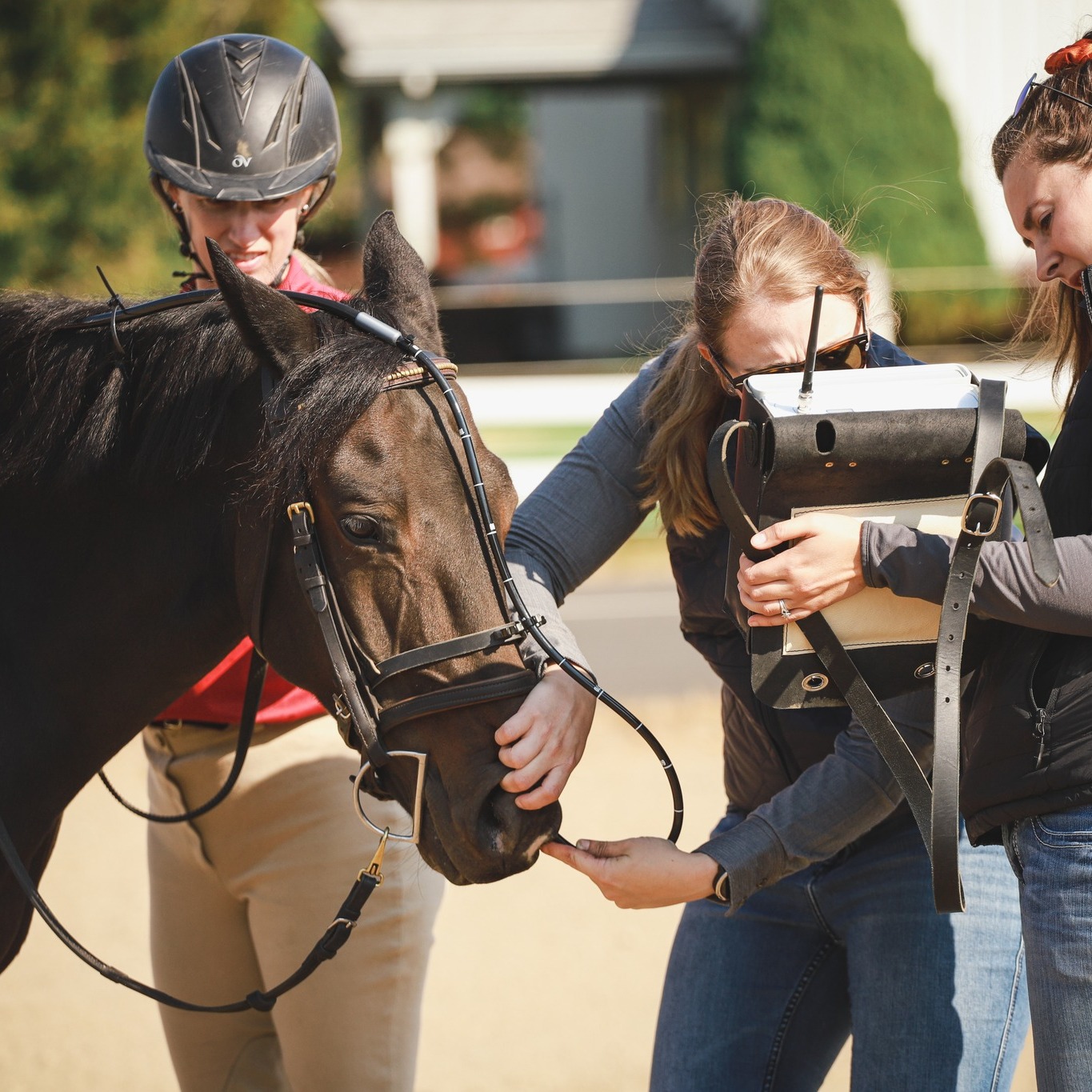 Equine Imaging | McKinlay & Peters Equine Hospital
