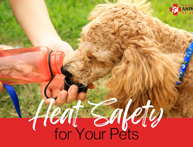 Heat Safety for Pets Heat Safety for Pets
