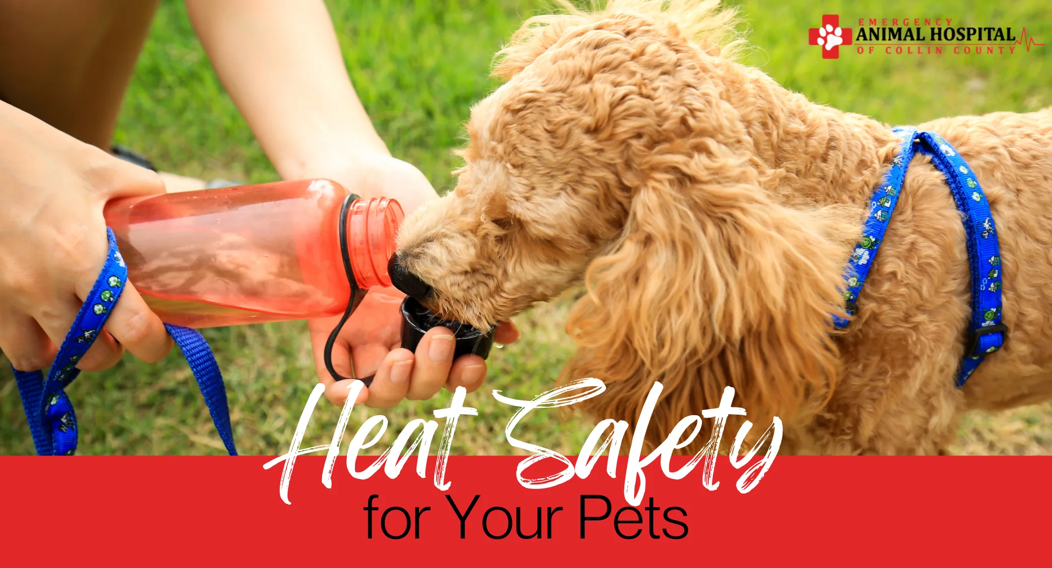 Heat Safety for Pets Heat Safety for Pets