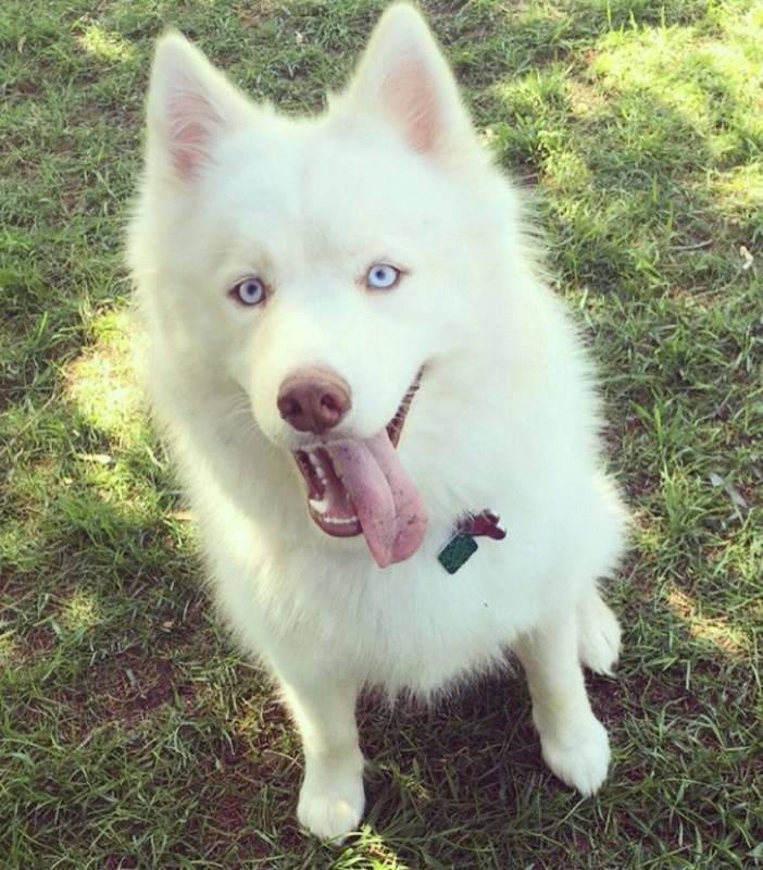 White Husky at Hanover Park Animal Care Center