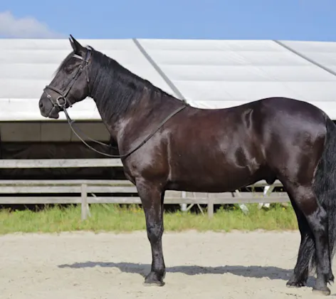 Side view of a dark horse with bridle