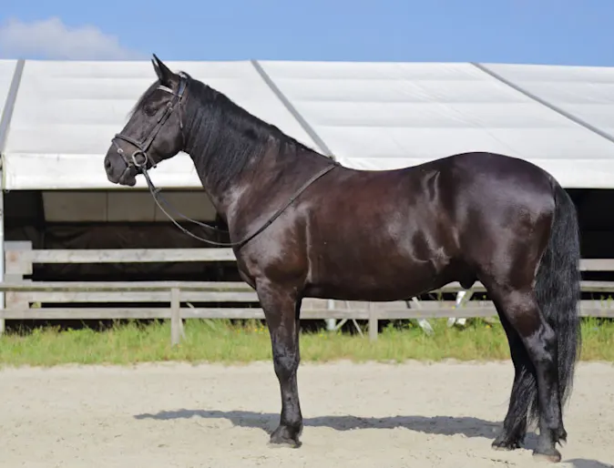Side view of a dark horse with bridle Side view of a dark horse with bridle