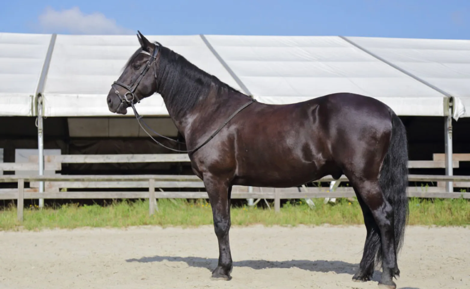 Side view of a dark horse with bridle Side view of a dark horse with bridle