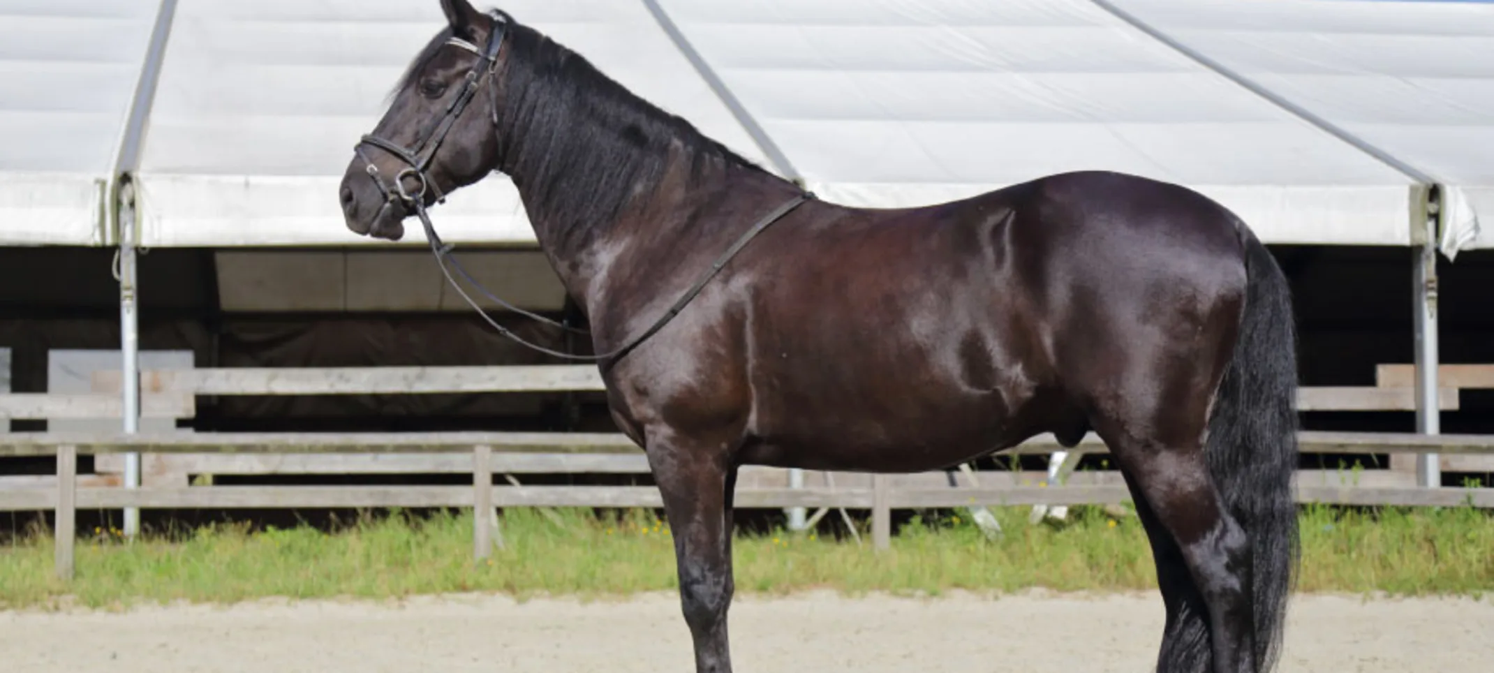 Side view of a dark horse with bridle