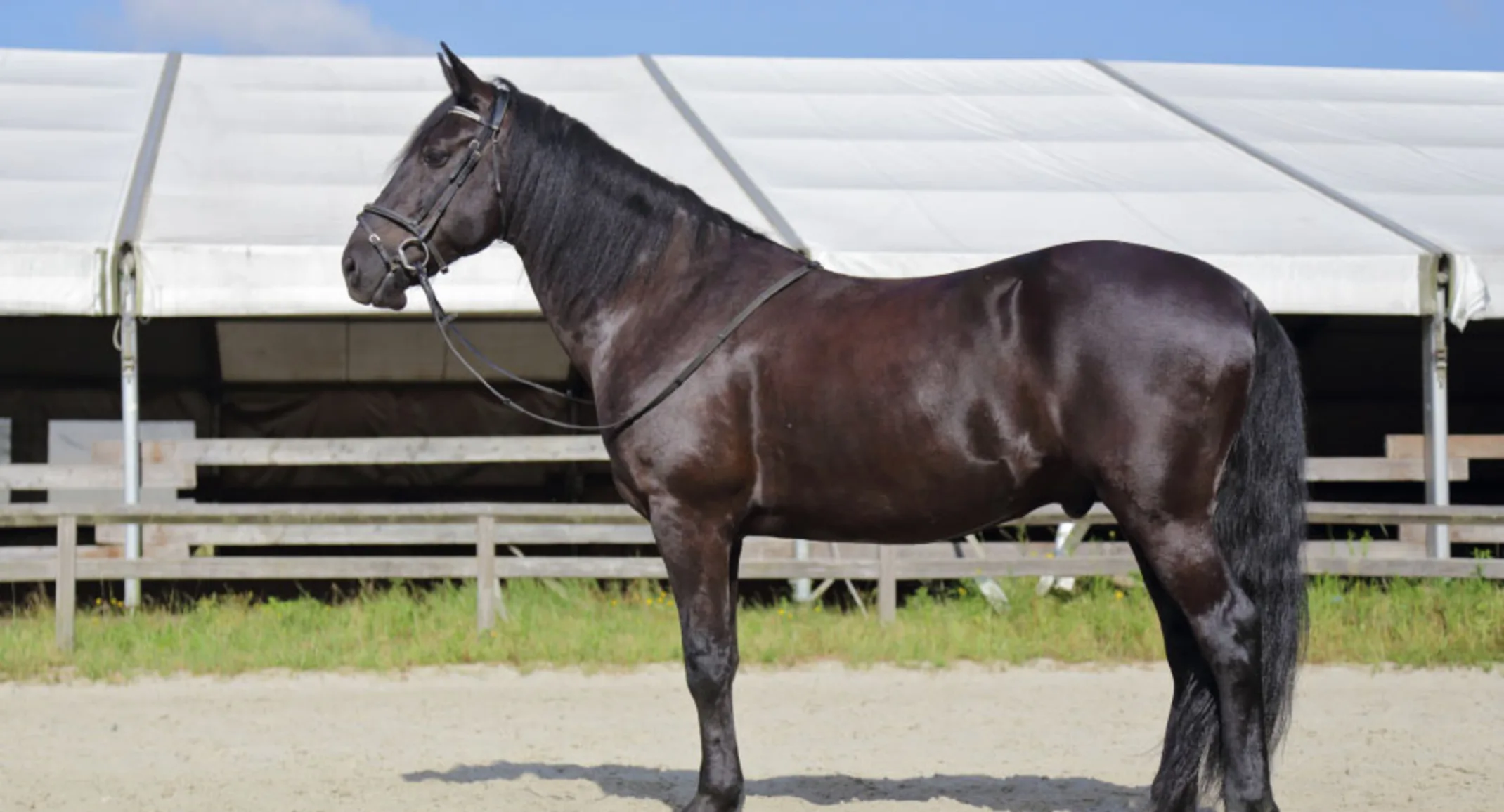 Side view of a dark horse with bridle Side view of a dark horse with bridle