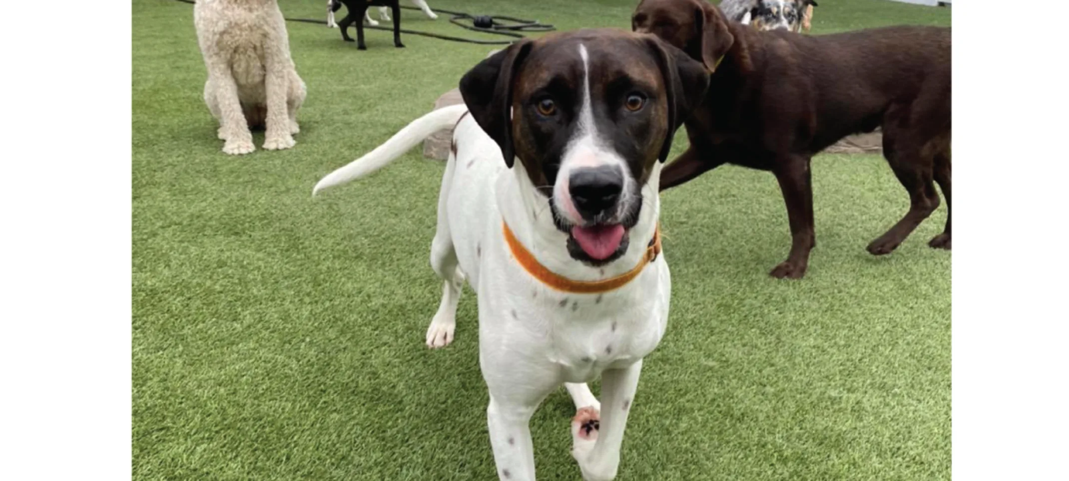 Dog playing outside Dog playing outside