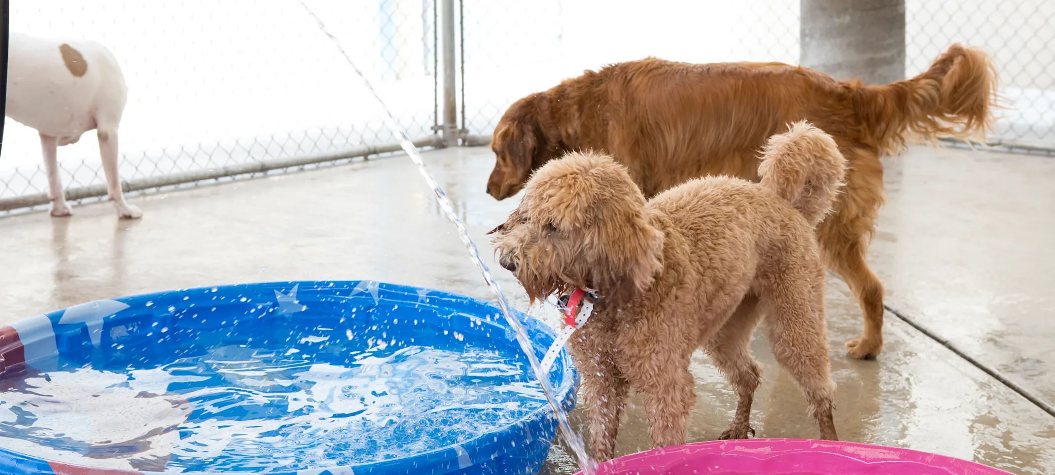Dog playing in mini pool Dog playing in mini pool