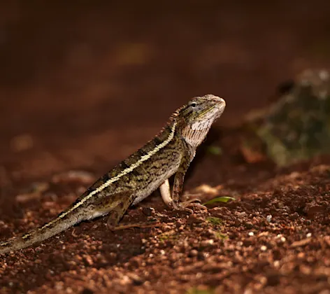Lizard Lizard