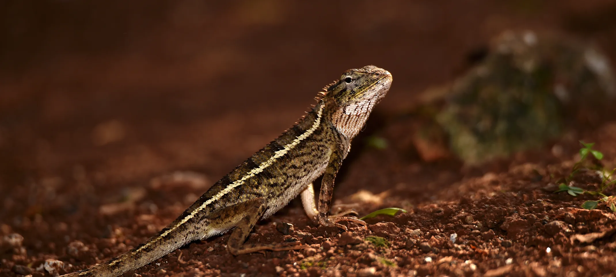 Lizard Lizard