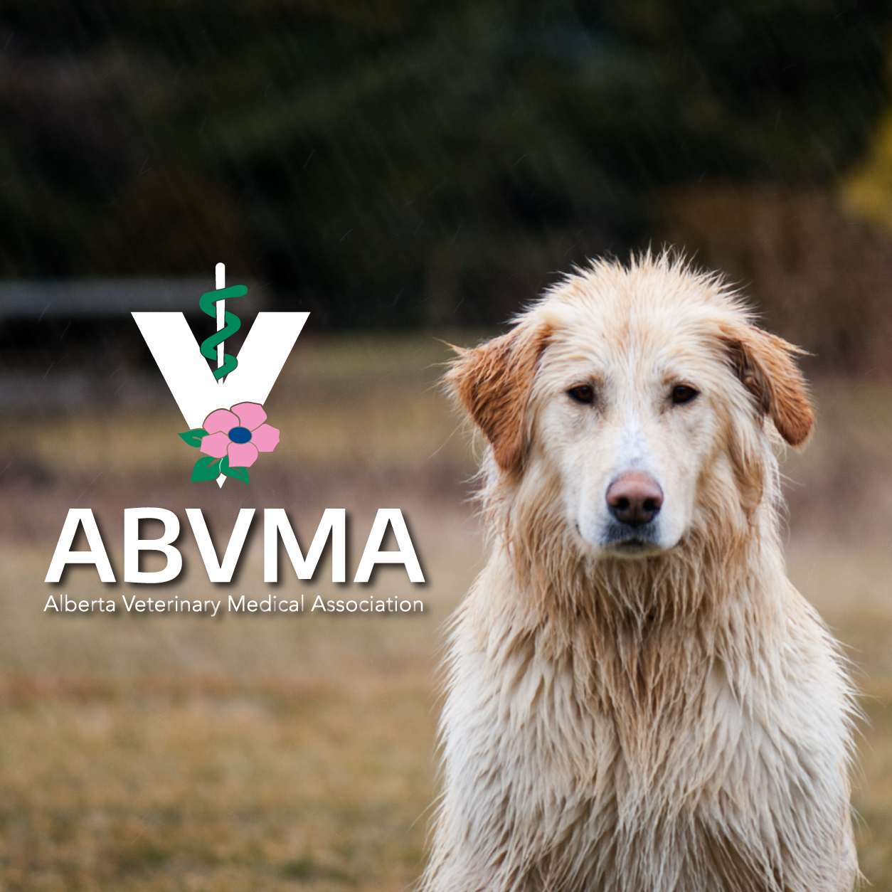 ABVMA LOGO 