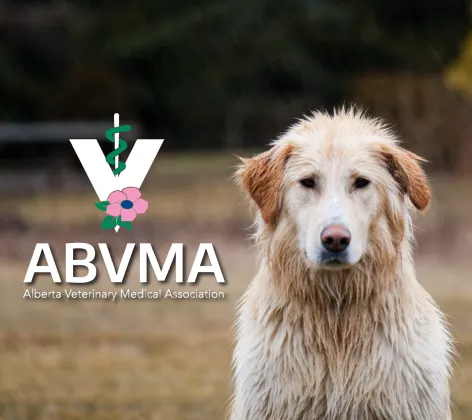 ABVMA LOGO 