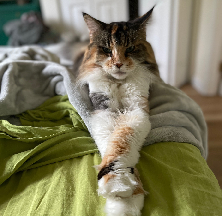 A photo of a calico Maine Coon cat named Sienna lounging on a bed