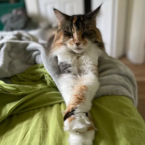 A photo of a calico Maine Coon cat named Sienna lounging on a bed