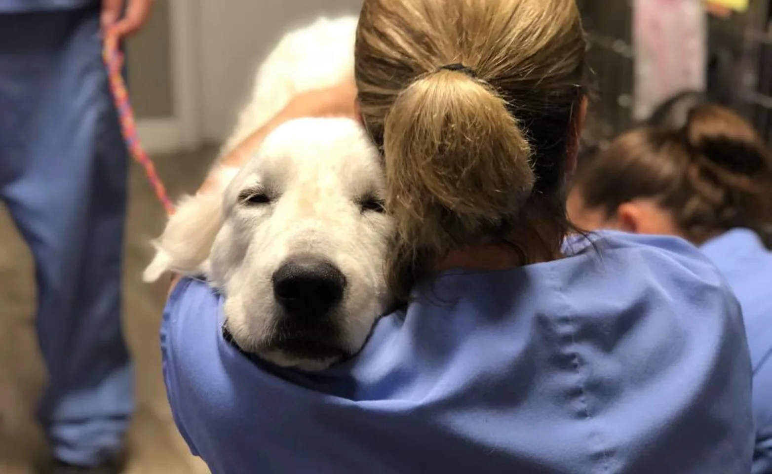 Woman hugging dog with dog looking at camera Woman hugging dog with dog looking at camera