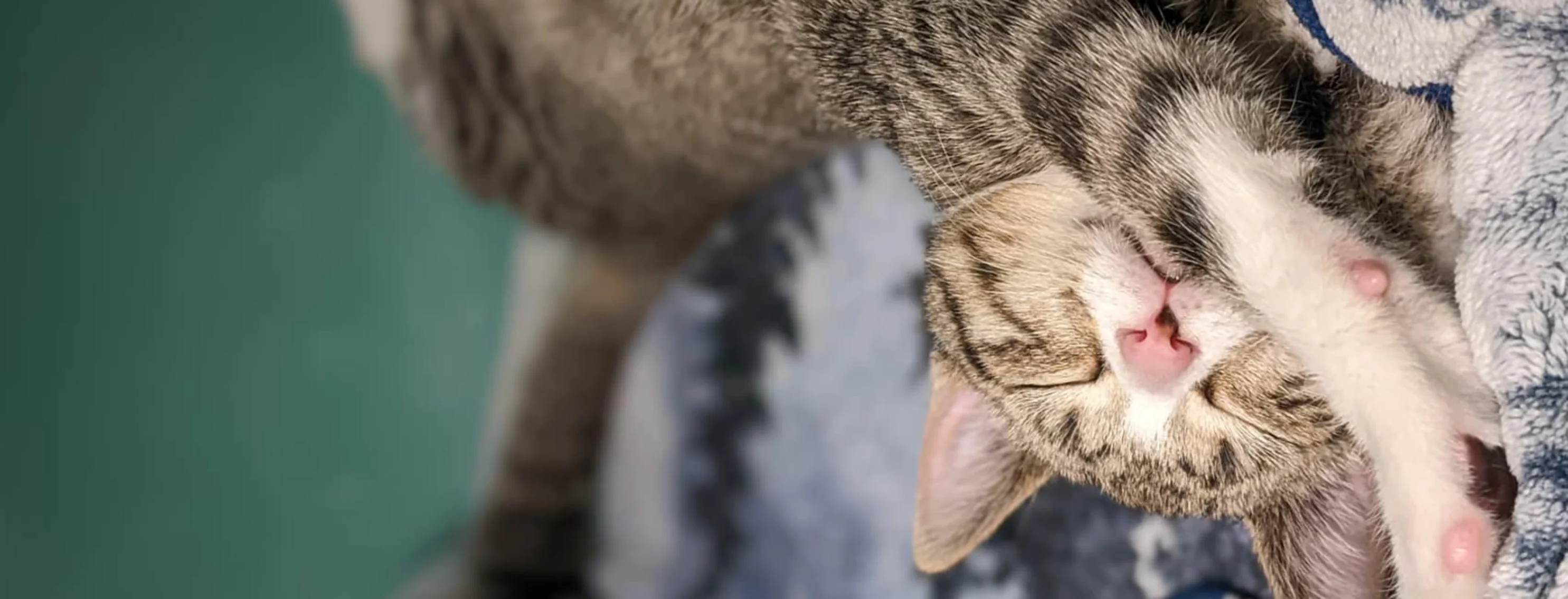 Brindle cat laying with its belly up