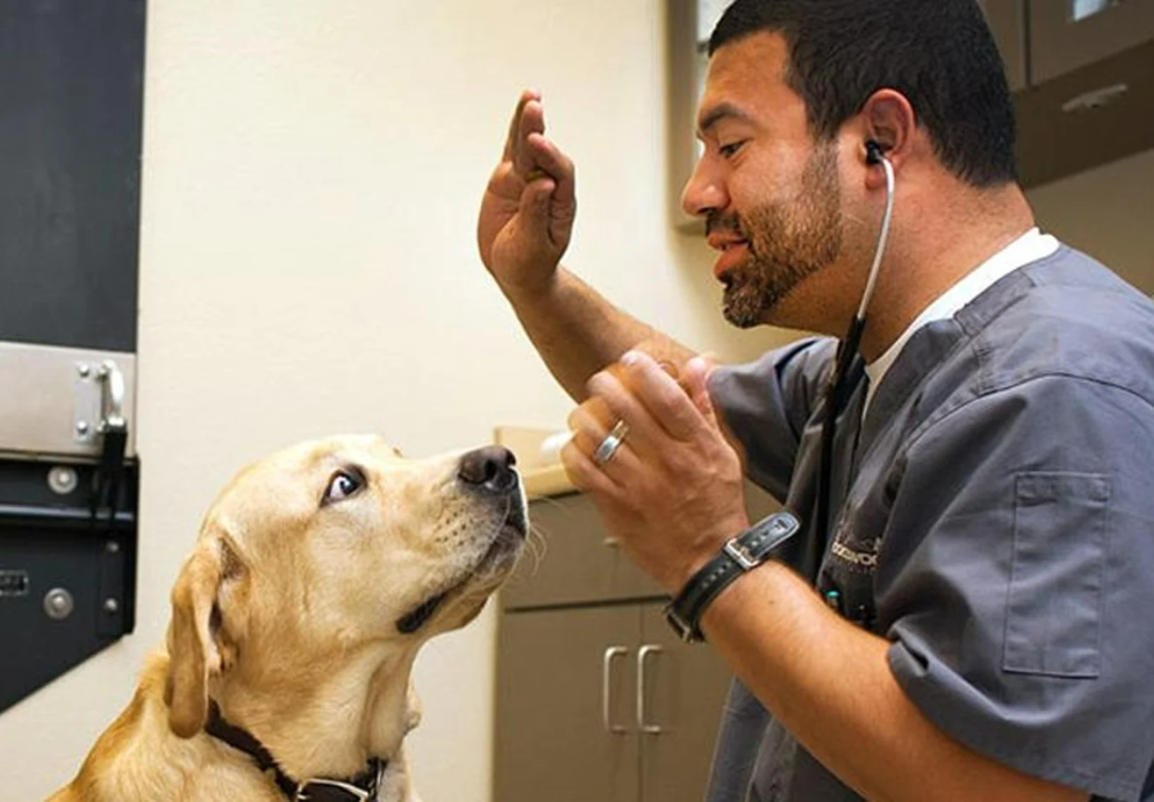 Support staff at Brookswood Animal Clinic feeding a dog