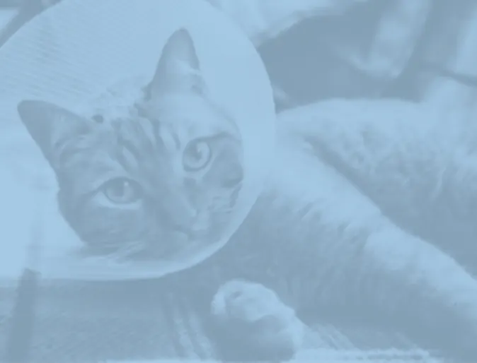 Cat with a cone on and a blue filter on photo Cat with a cone on and a blue filter on photo
