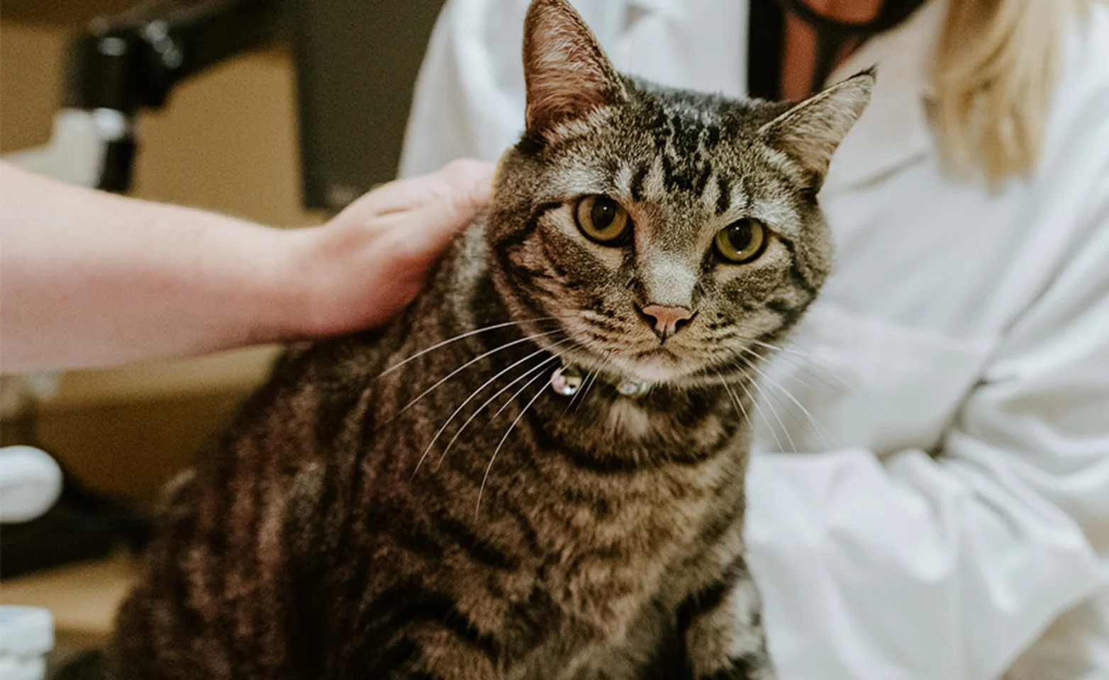 Tabby Cat being examined at North Creek Pet Hospital Tabby Cat being examined at North Creek Pet Hospital