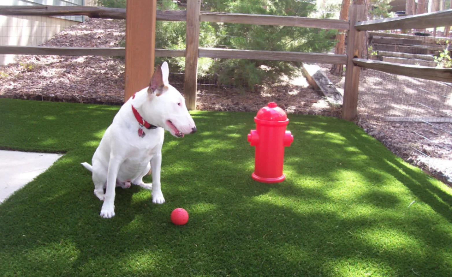 White Dog Outside with Red Ball & Fire Hydrant at Woodmoor Veterinary Clinic 1