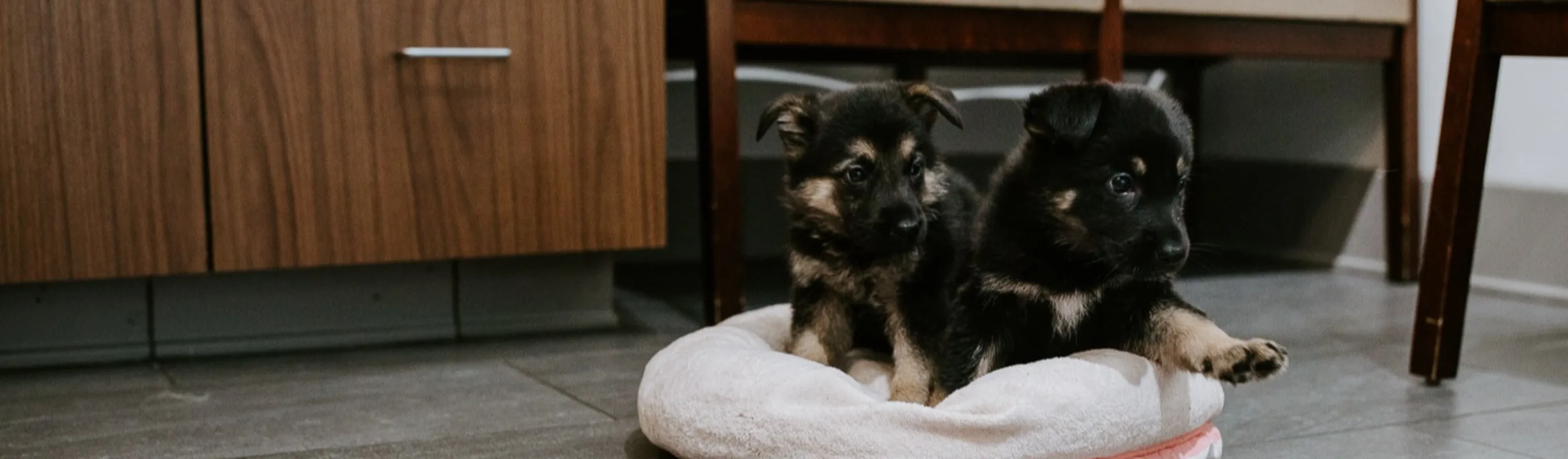 Two black and brown puppies sitting Two black and brown puppies sitting