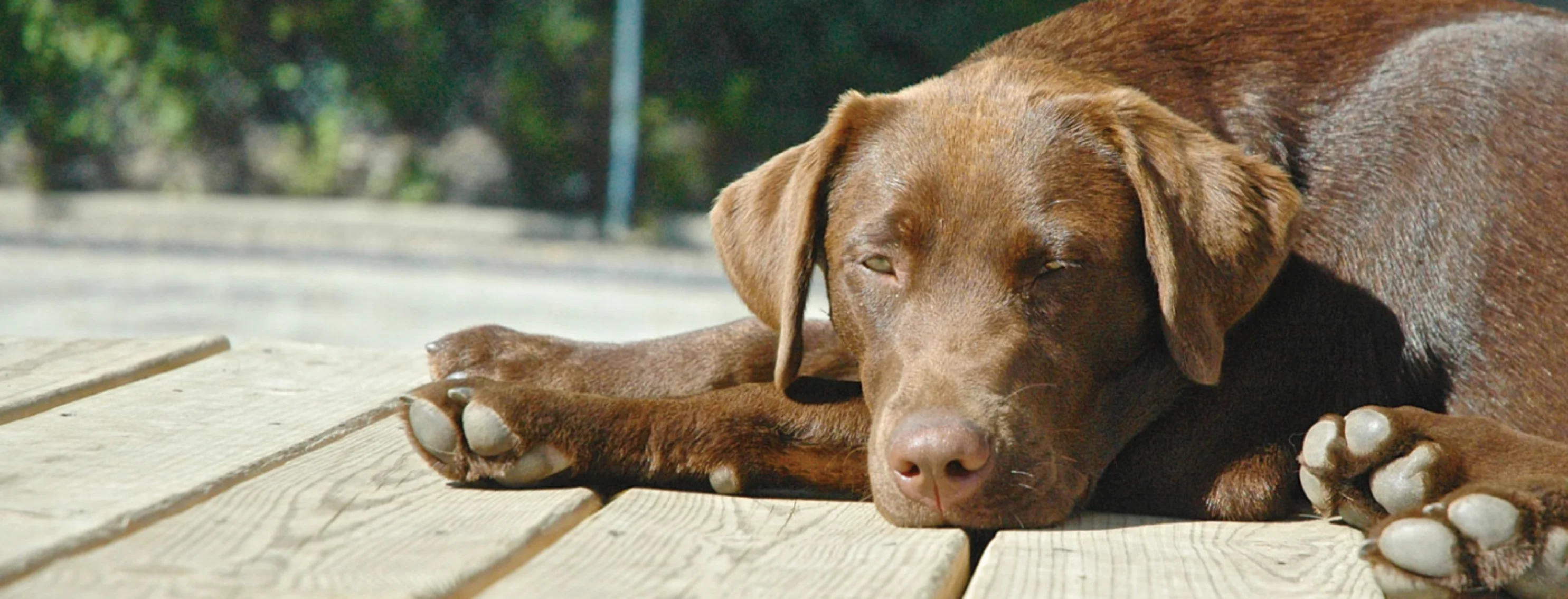 Dog laying on wood porch outside