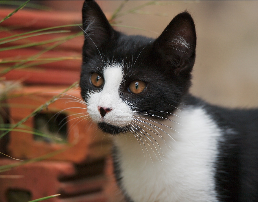 Tuxedo Cat