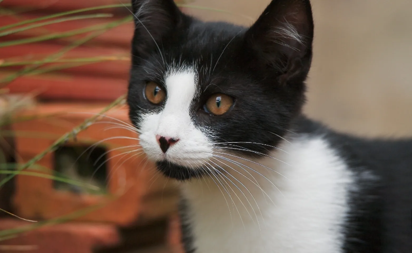 Tuxedo Cat Tuxedo Cat