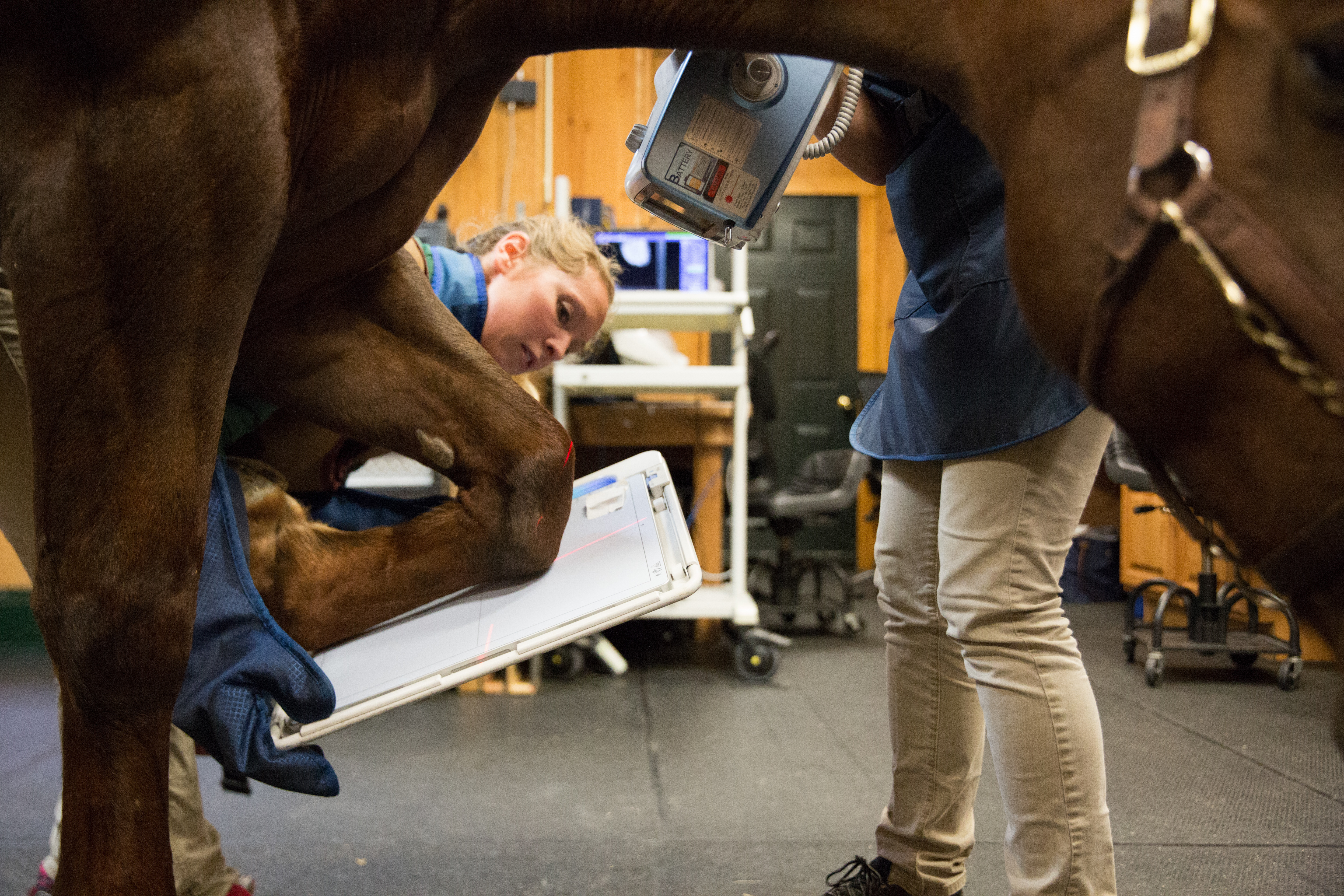 a photo of a vet helping a horse and running diagnostic tests