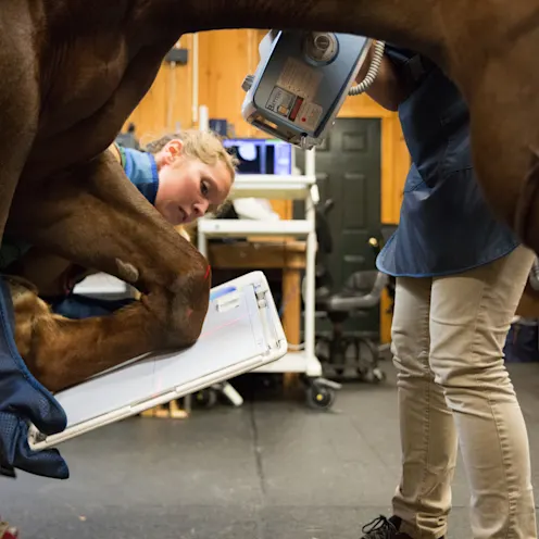a photo of a vet helping a horse and running diagnostic tests a photo of a vet helping a horse and running diagnostic tests