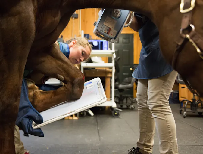 a photo of a vet helping a horse and running diagnostic tests a photo of a vet helping a horse and running diagnostic tests