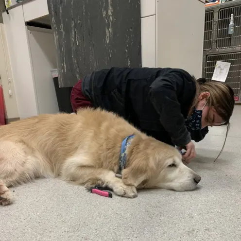  Mt. Hood Pet Medical 0474 -  Photo 21 - Senior dog on floor getting treatment