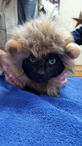 A black cat wearing a lion costume