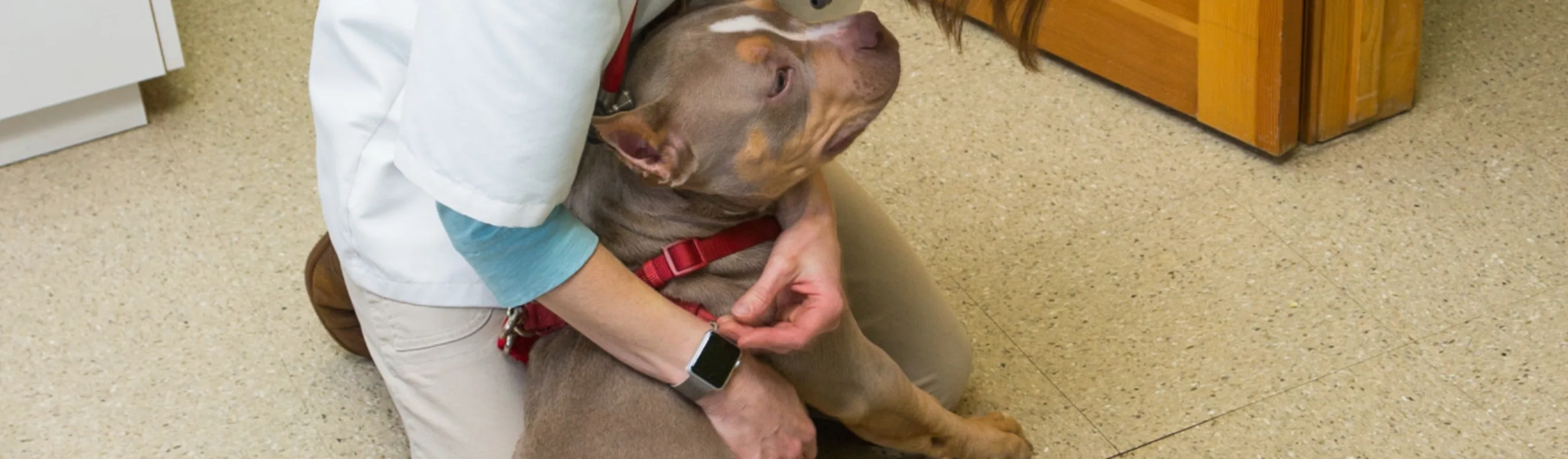 Brown dog being loved on by vet