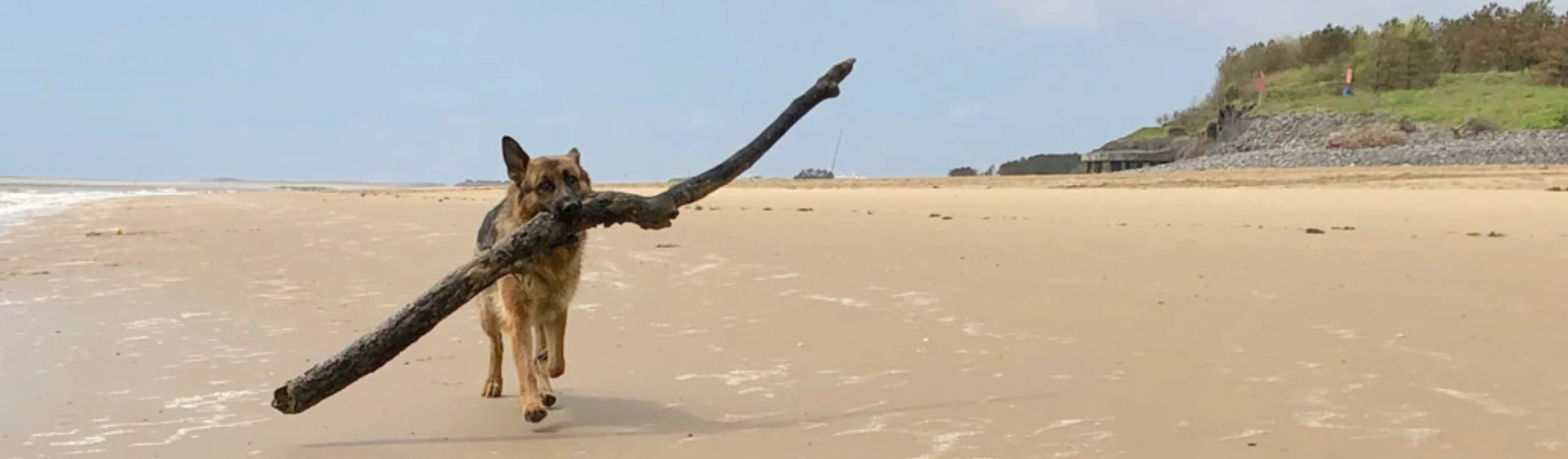 Dog Holding a Stick at the Beach