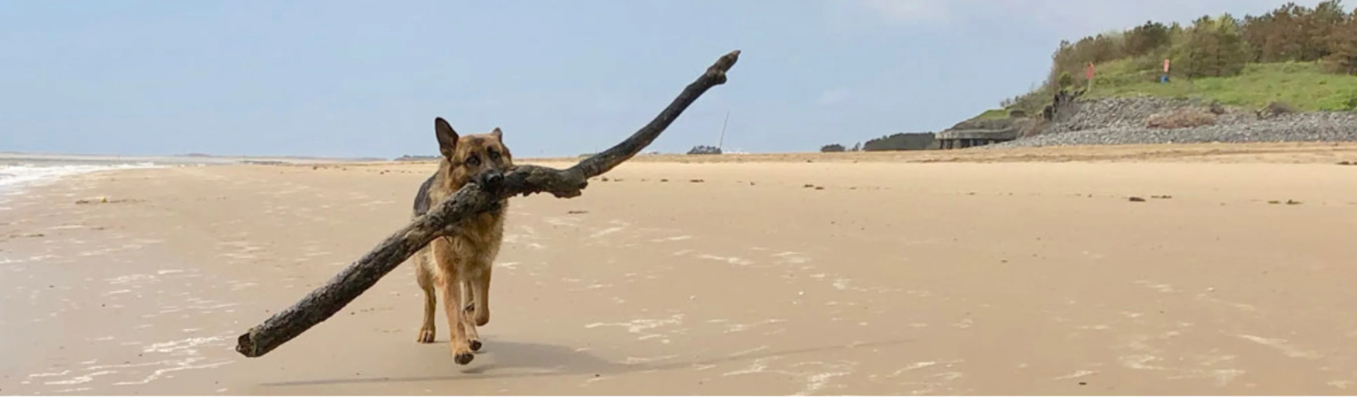 Dog Holding a Stick at the Beach Dog Holding a Stick at the Beach