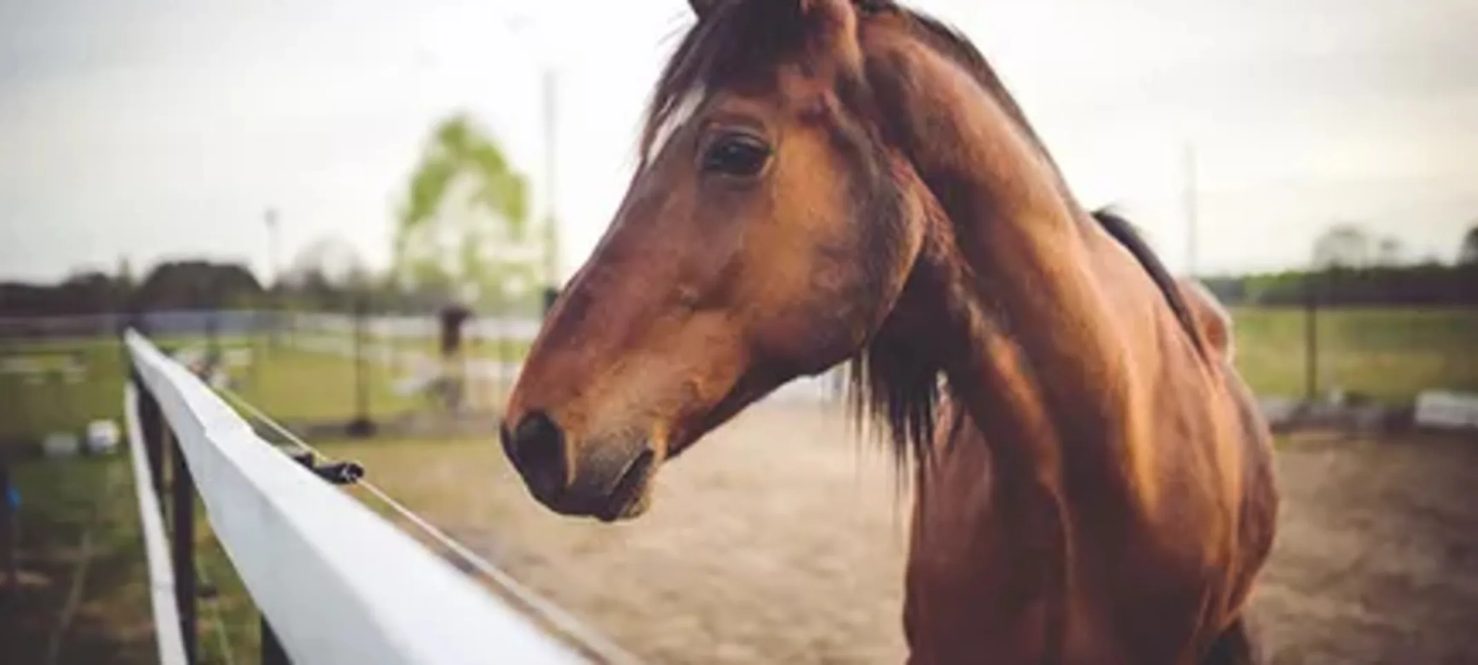 Horse outside.