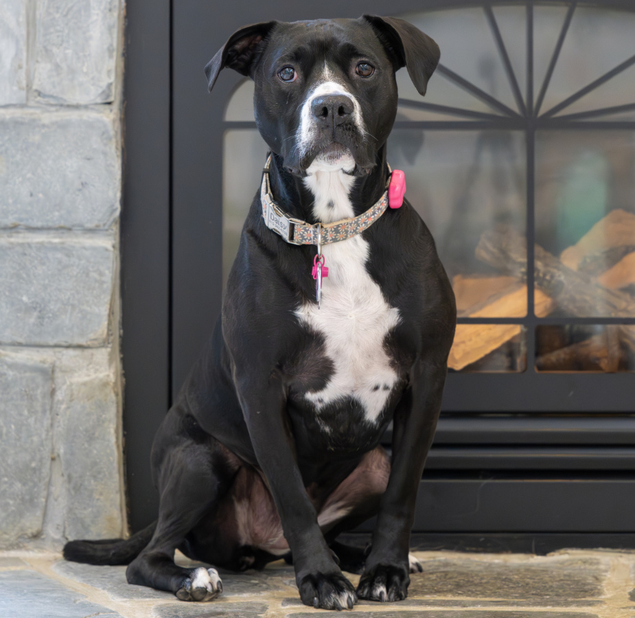 Black and white dog with pink collar