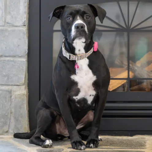 Black and white dog with pink collar