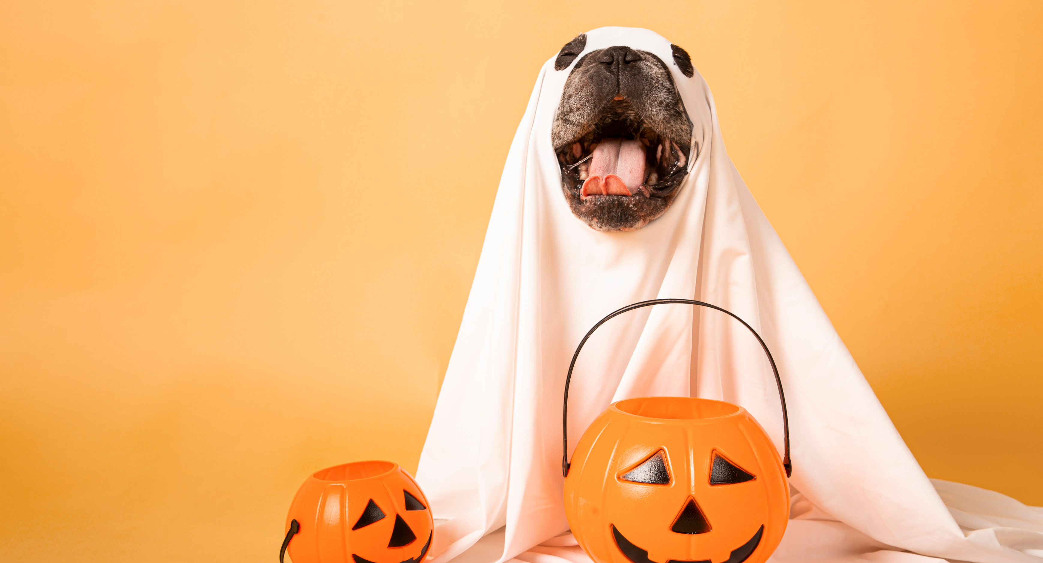 Dog wearing a white sheet surrounded by halloween pumpkin buckets