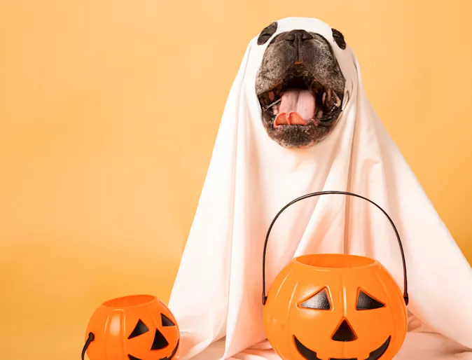 Dog wearing a white sheet surrounded by halloween pumpkin buckets Dog wearing a white sheet surrounded by halloween pumpkin buckets