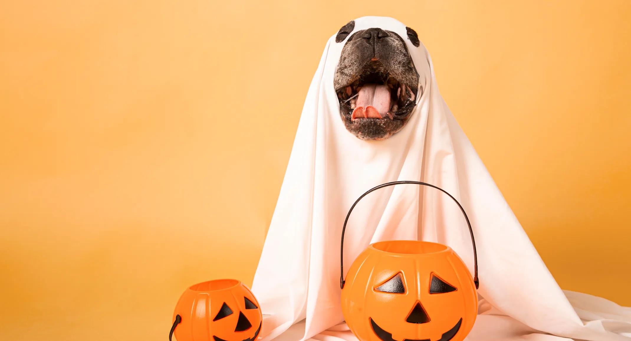 Dog wearing a white sheet surrounded by halloween pumpkin buckets Dog wearing a white sheet surrounded by halloween pumpkin buckets