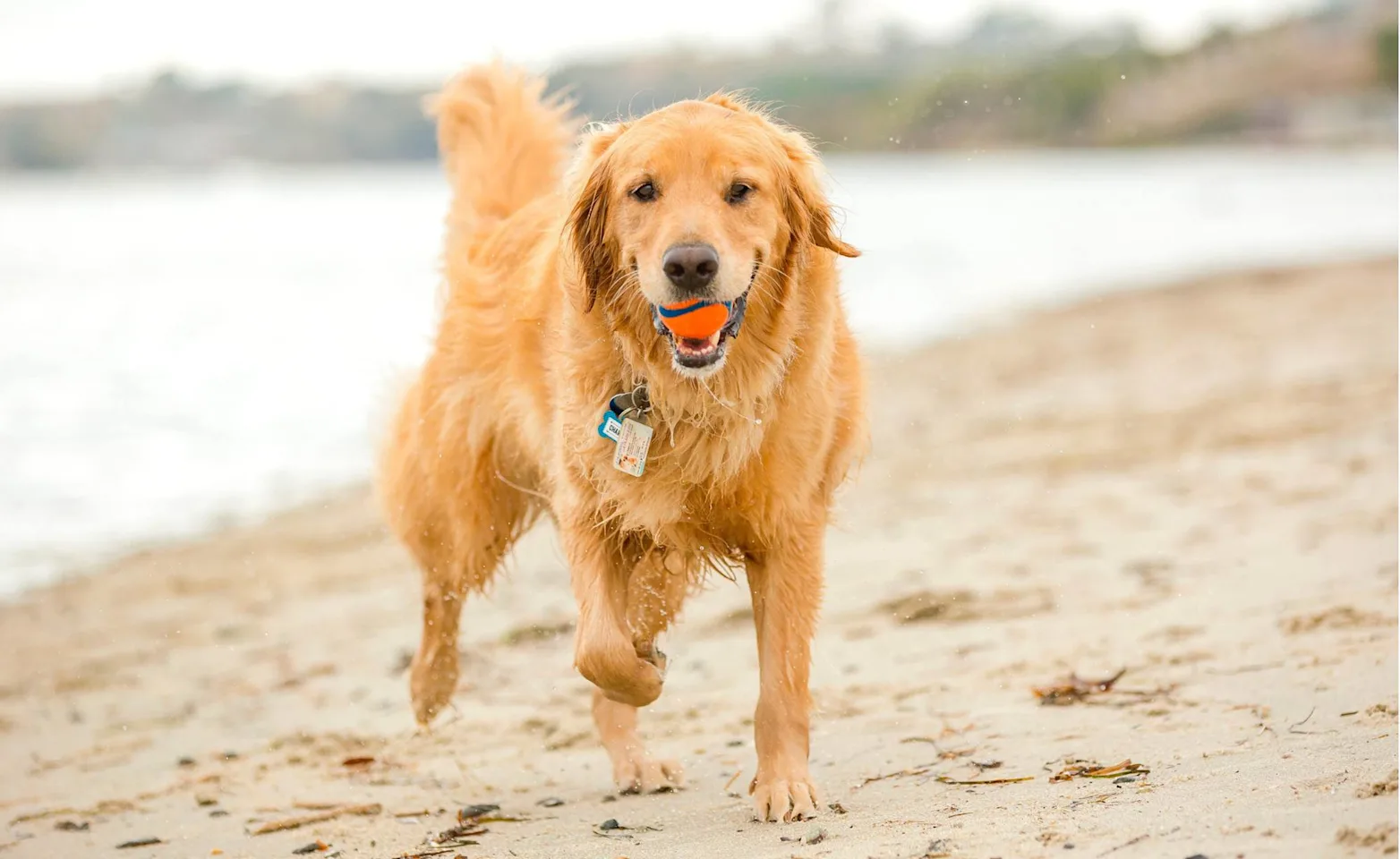 Golden Retriever roaming the beach with a ball in its mouth. Golden Retriever roaming the beach with a ball in its mouth.