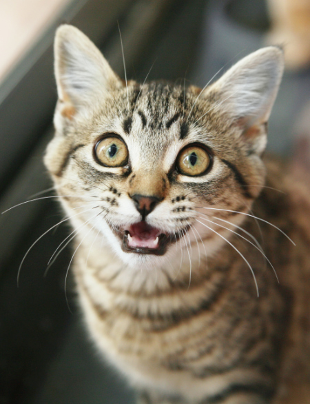 cat looking and meowing at camera
