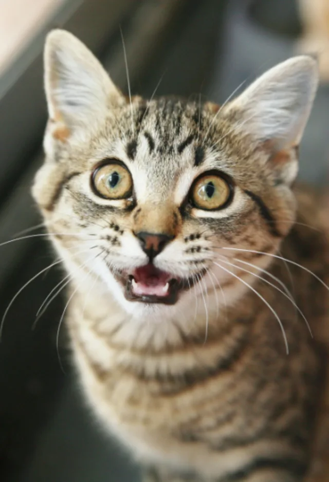 cat looking and meowing at camera cat looking and meowing at camera