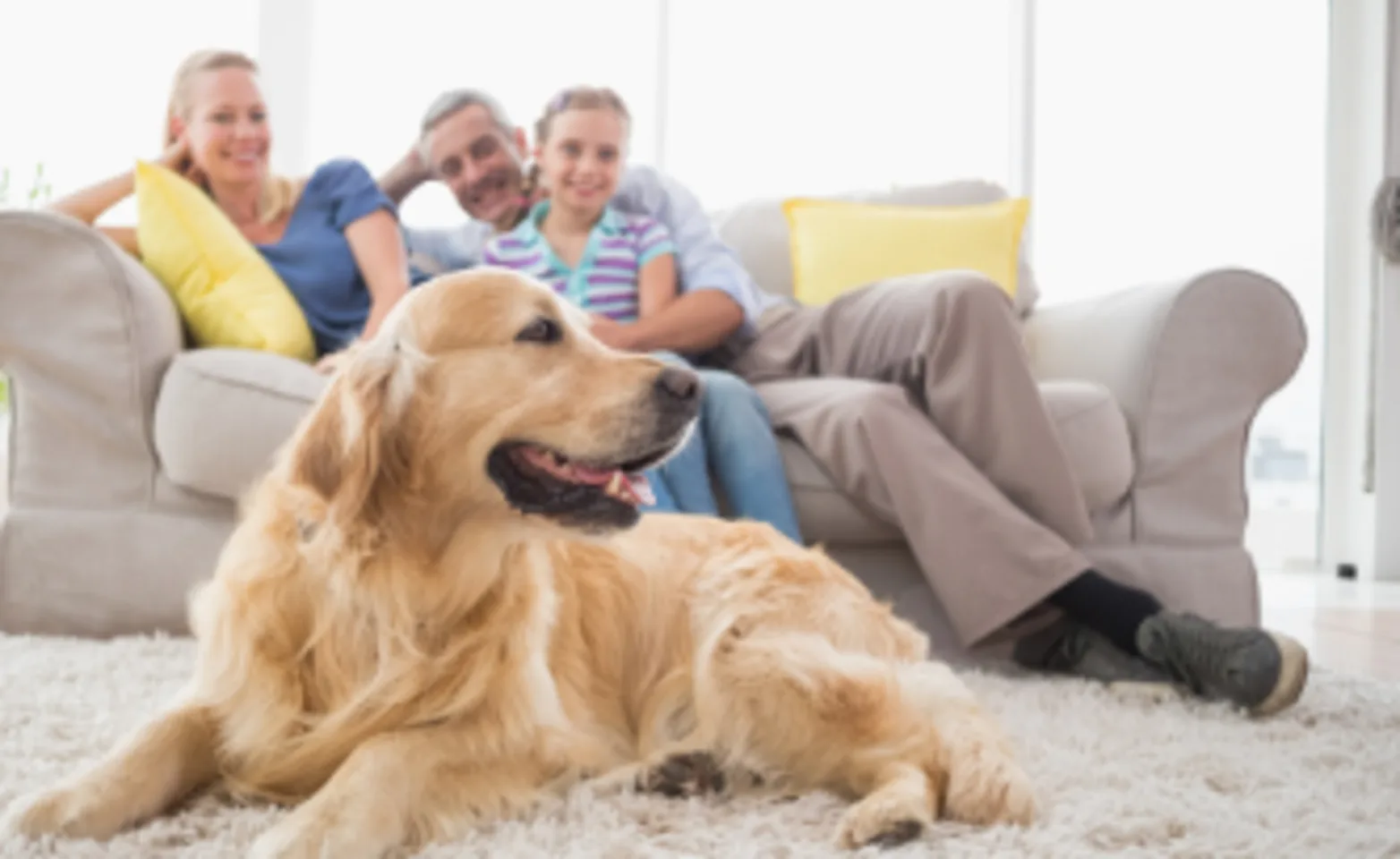 Dog laying on the carpet in front of its family 