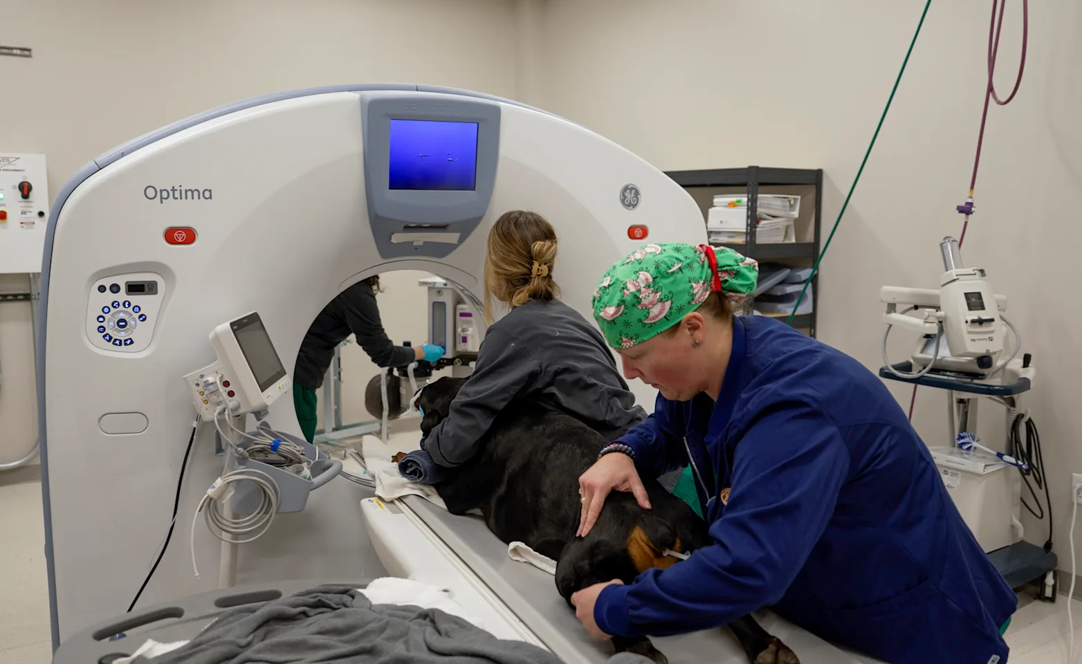 Dog being loaded into CT-Scan Dog being loaded into CT-Scan