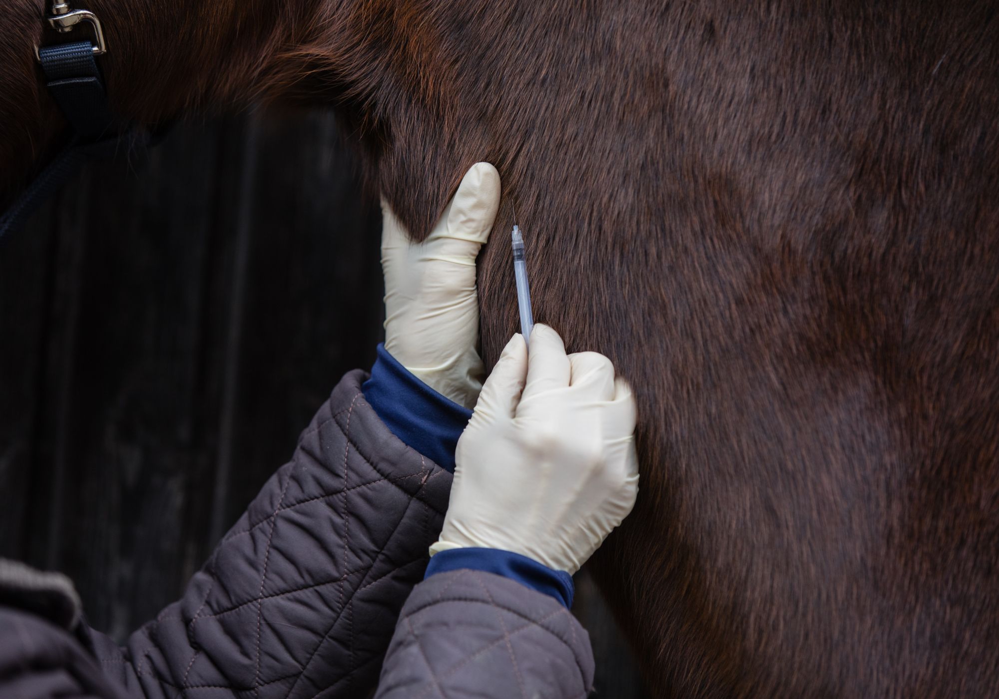 Horse Vaccination