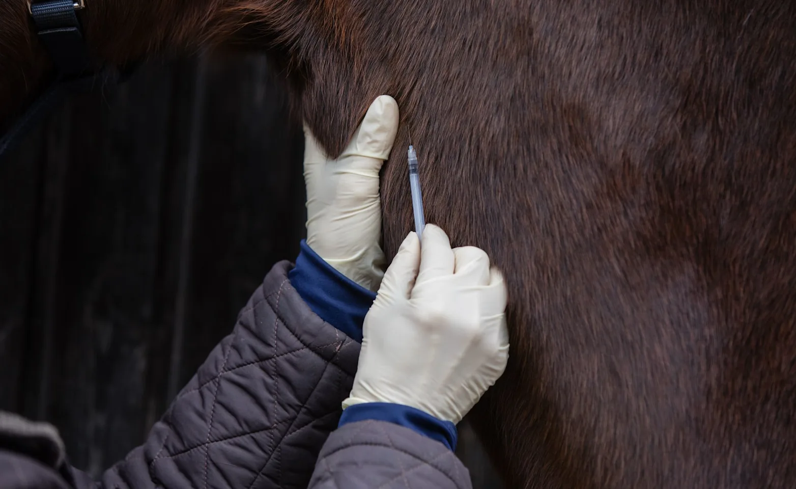Horse Vaccination Horse Vaccination