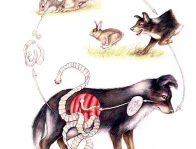 Dog with Tapeworm Dog with Tapeworm